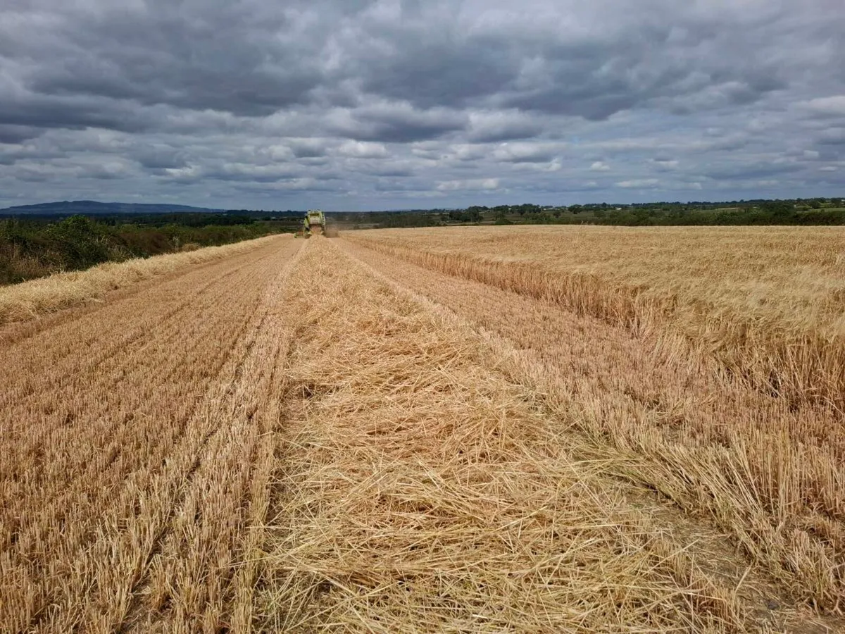 Straw for Sale - Image 2