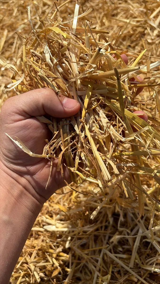 2026 Chopped Wheat Straw - Image 2