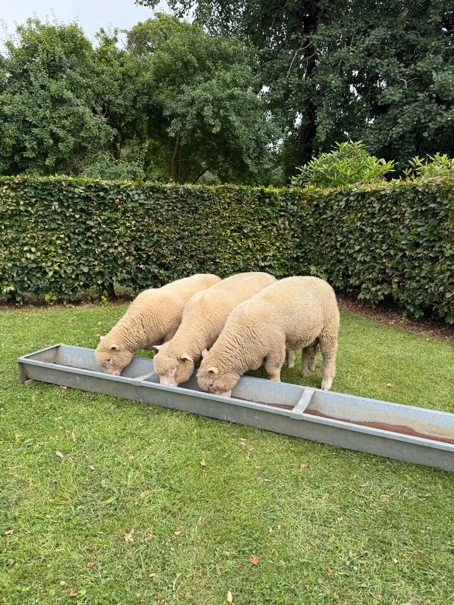 Dorset Ram Lambs PBNR - Image 1