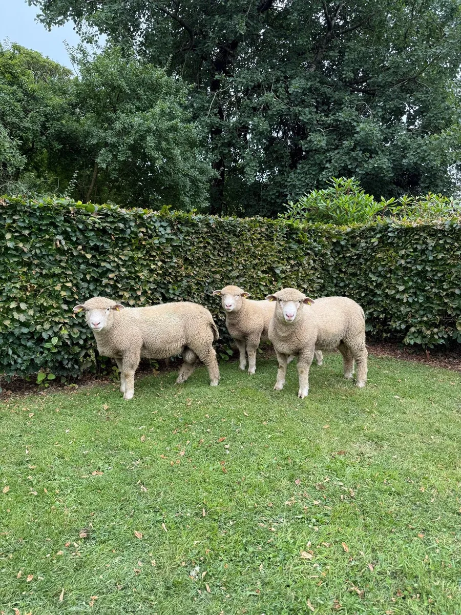Dorset Ram Lambs PBNR - Image 3
