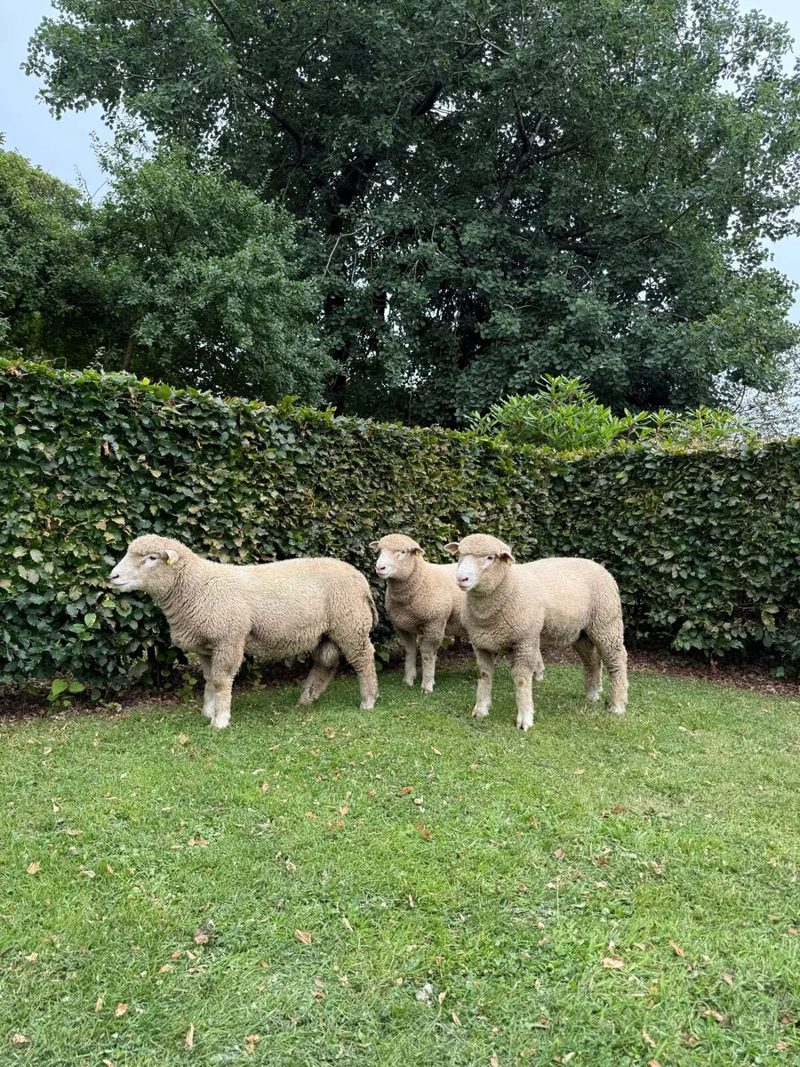 Dorset Ram Lambs PBNR - Image 4