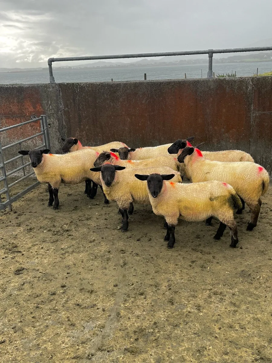 Suffolk X ewe lambs - Image 1