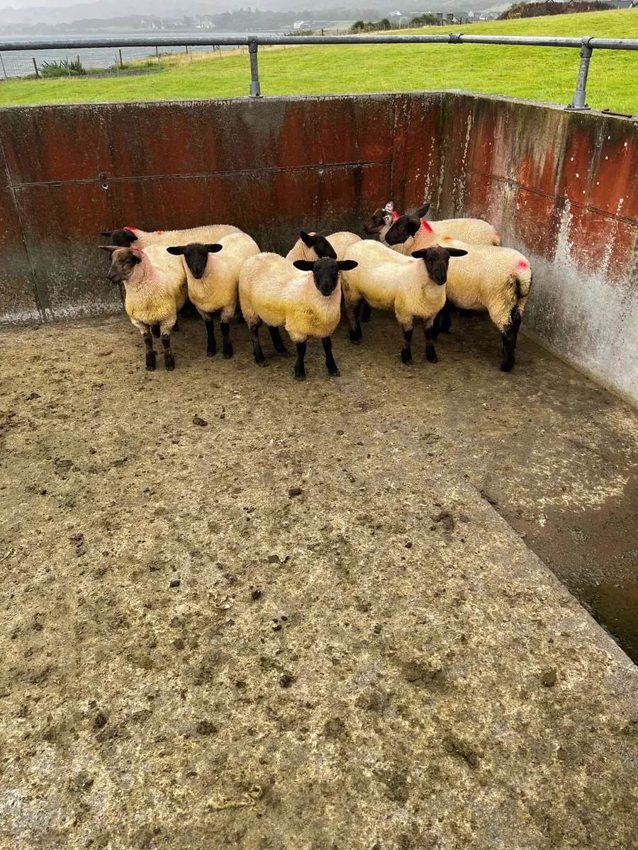 Suffolk X ewe lambs - Image 2