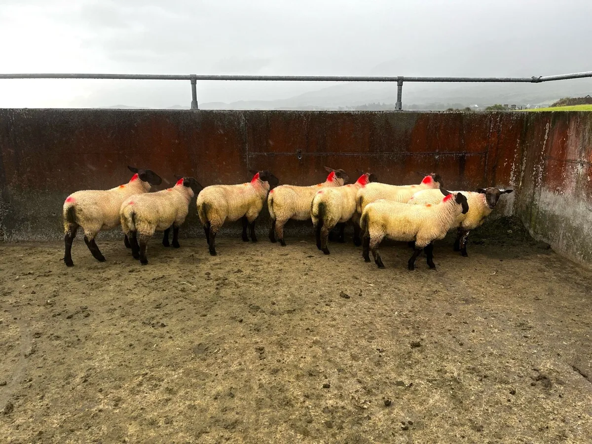 Suffolk X ewe lambs - Image 3