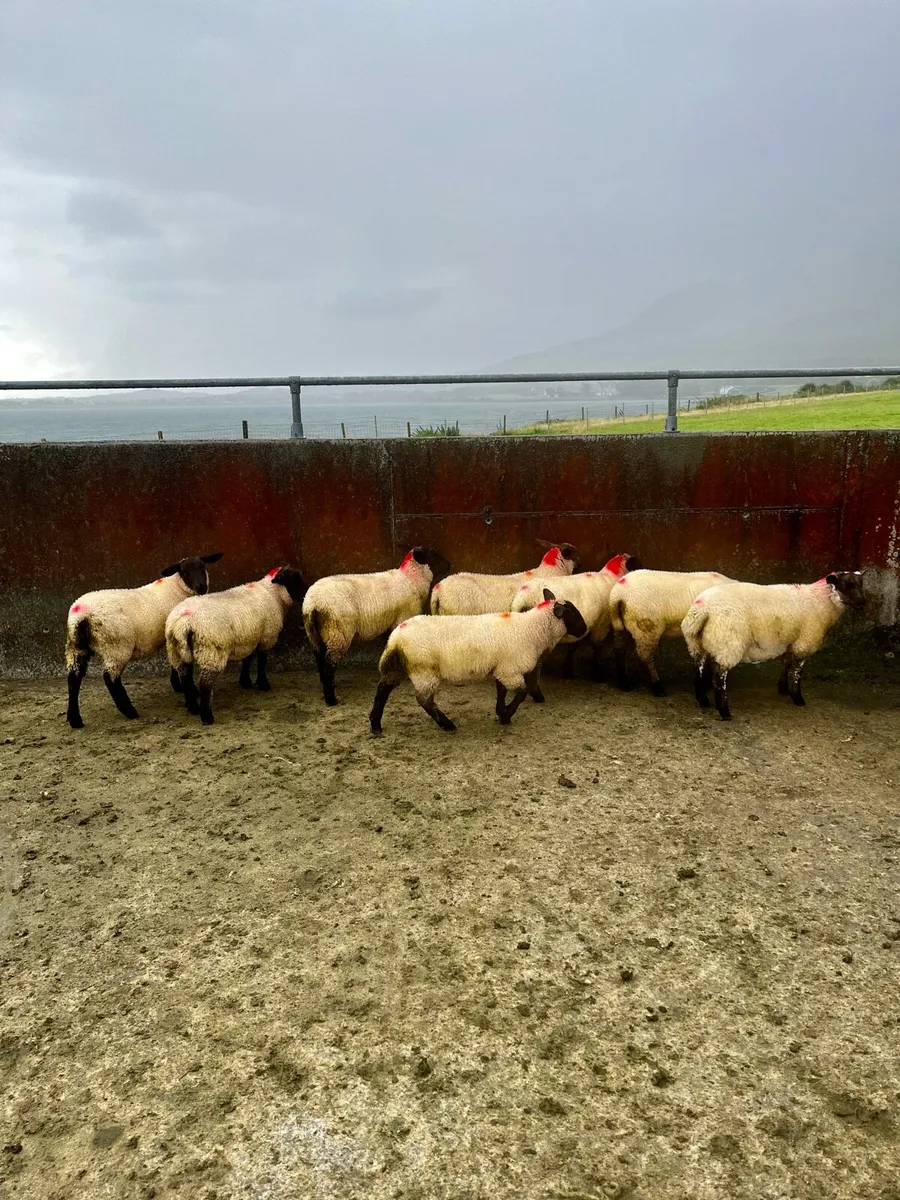 Suffolk X ewe lambs - Image 4
