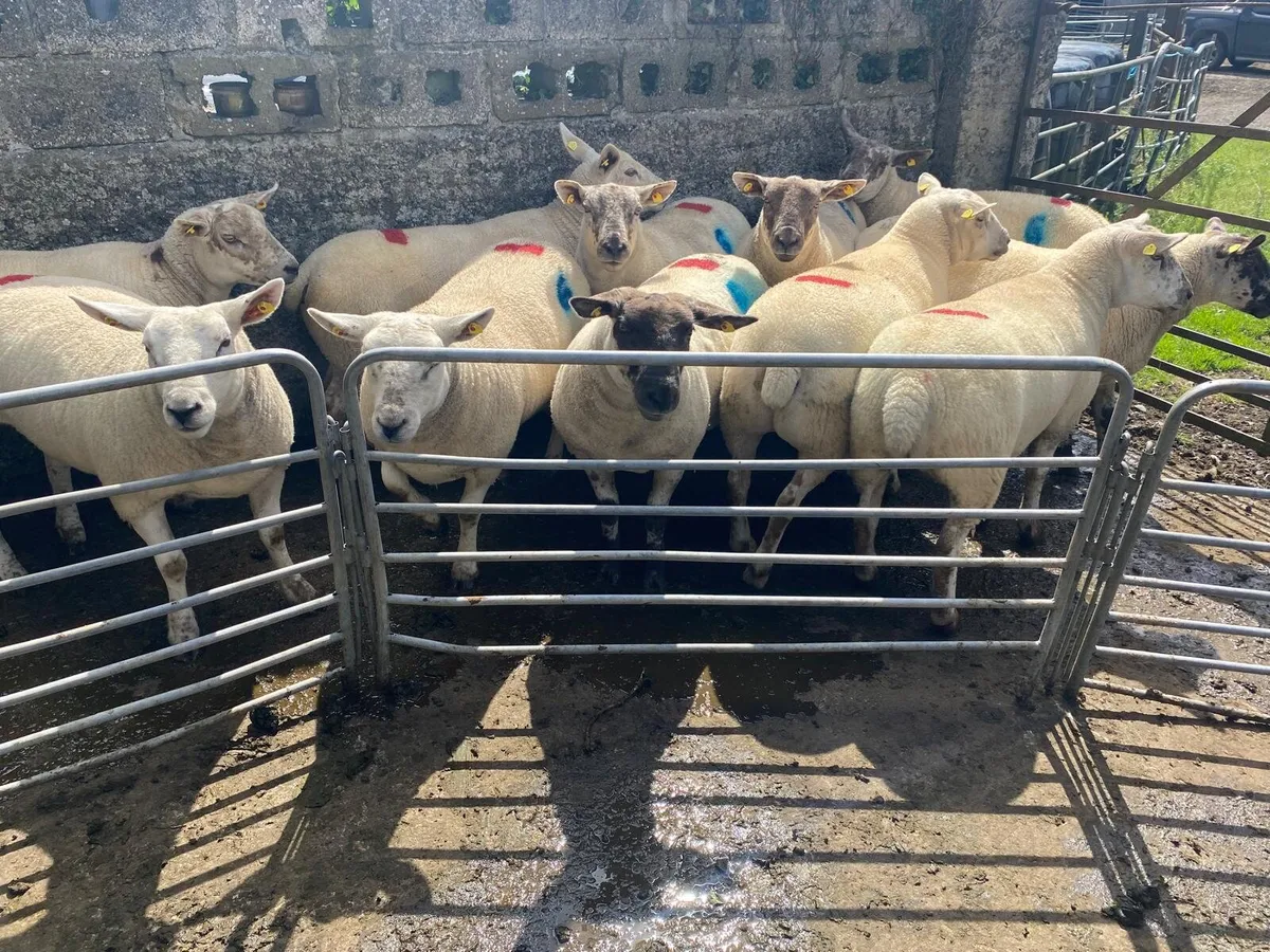 Sheep show and sale - Image 1