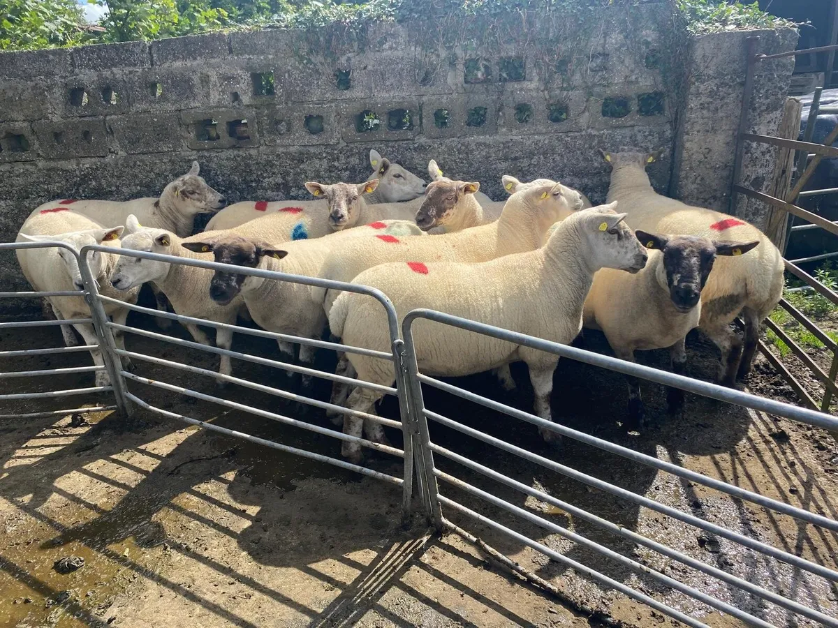 Sheep show and sale - Image 2