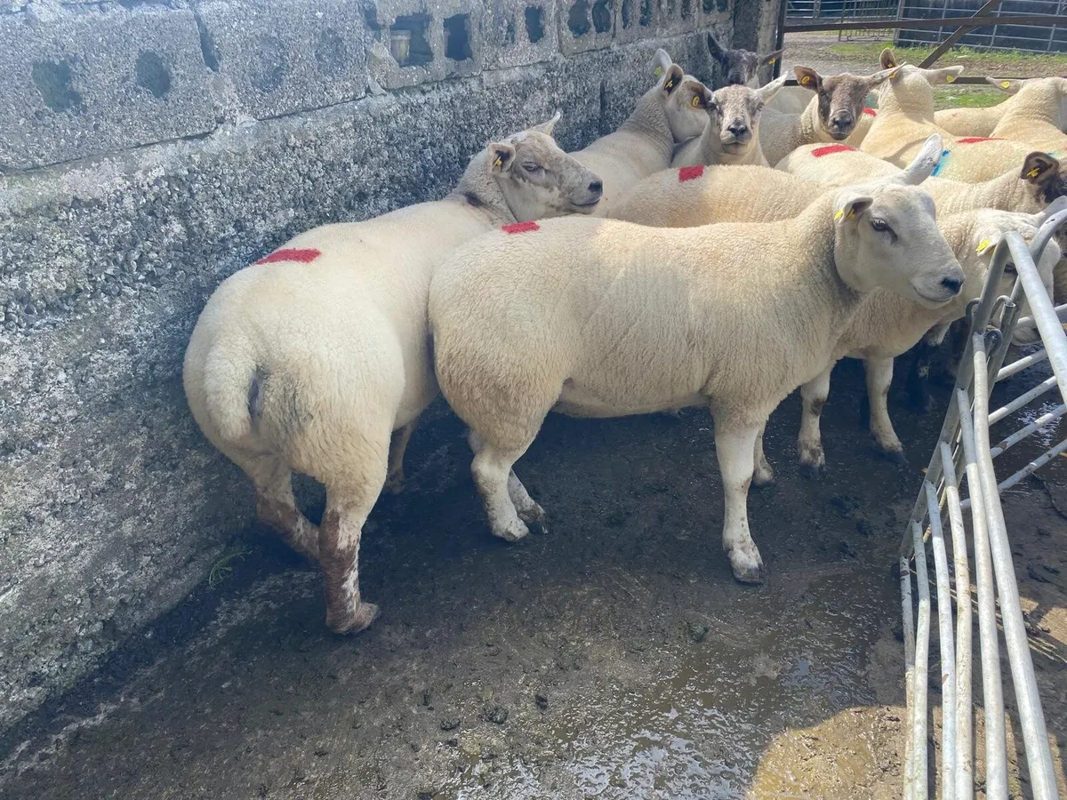 Sheep show and sale - Image 3