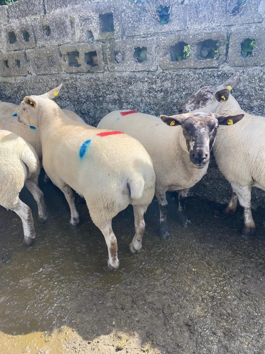 Sheep show and sale - Image 4