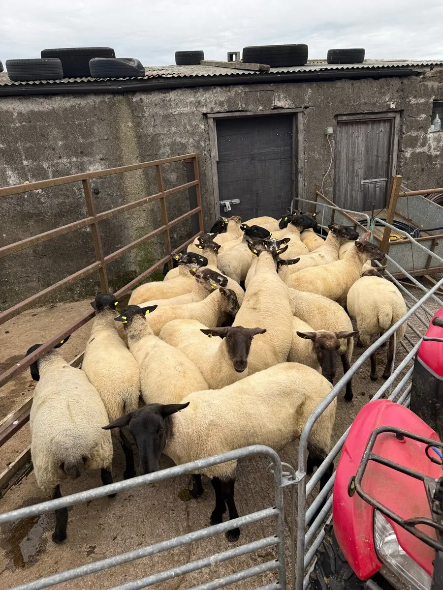 Hoggets - Image 1