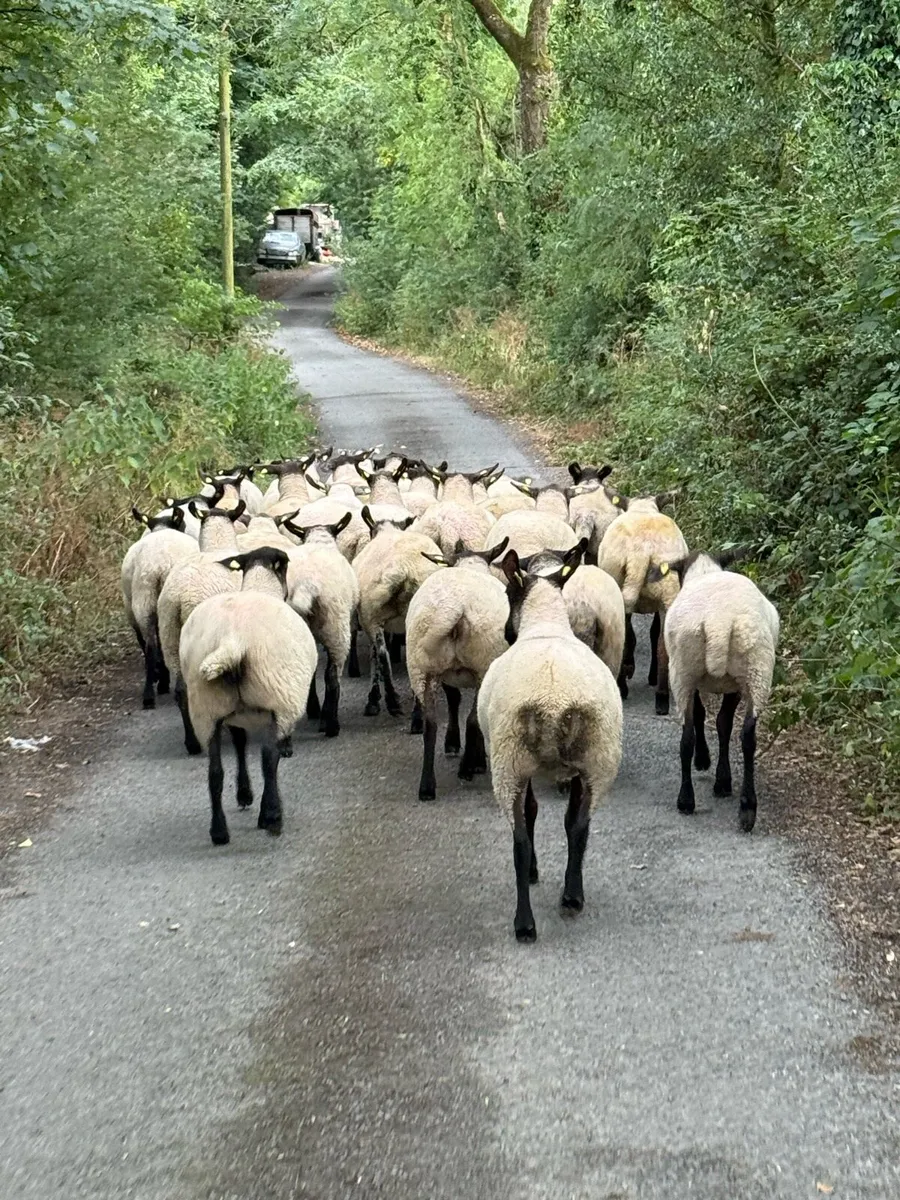 Hoggets - Image 2