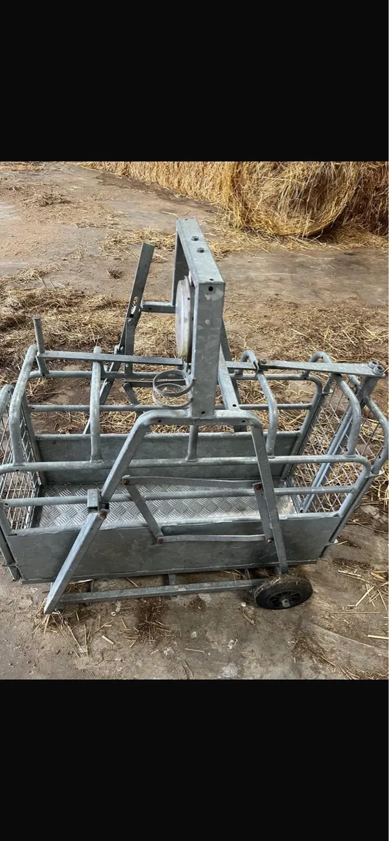 Lamb weighing scales