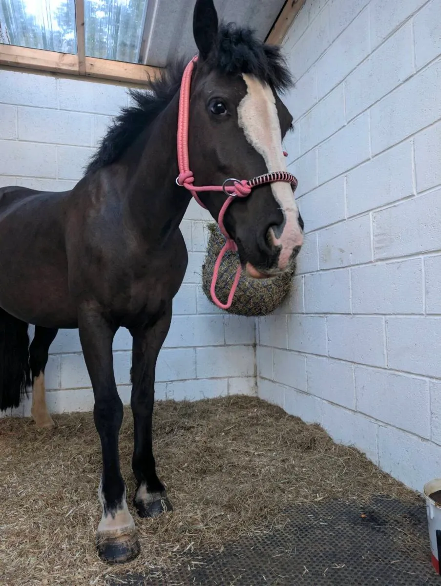 Cob Pony - Image 4