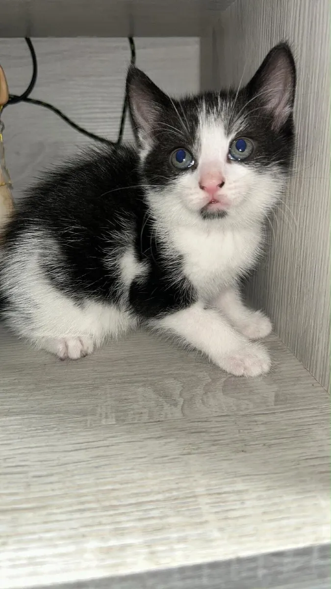 Adorable tabby kittens - Image 1