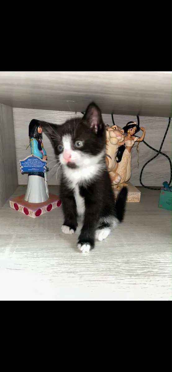 Adorable tabby kittens - Image 3