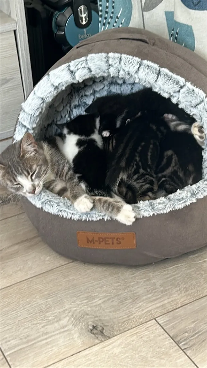Adorable tabby kittens - Image 4