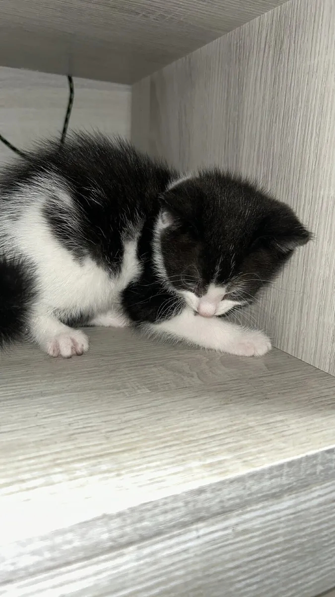 Adorable tabby kittens - Image 2