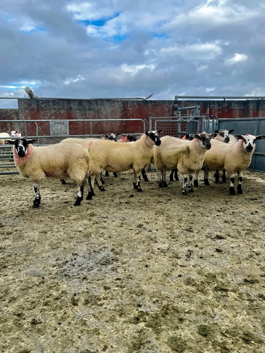 Suftex X Hilltex ewe lambs - Image 4