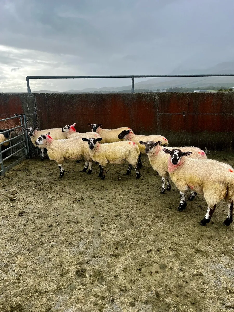 Suftex X Hilltex ewe lambs - Image 1