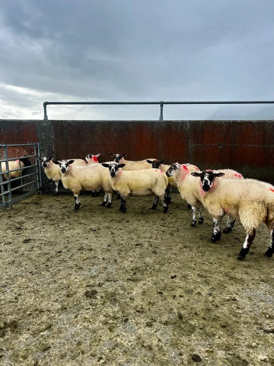 Suftex X Hilltex ewe lambs - Image 2