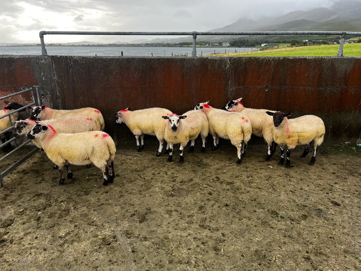 Suftex X Hilltex ewe lambs - Image 3