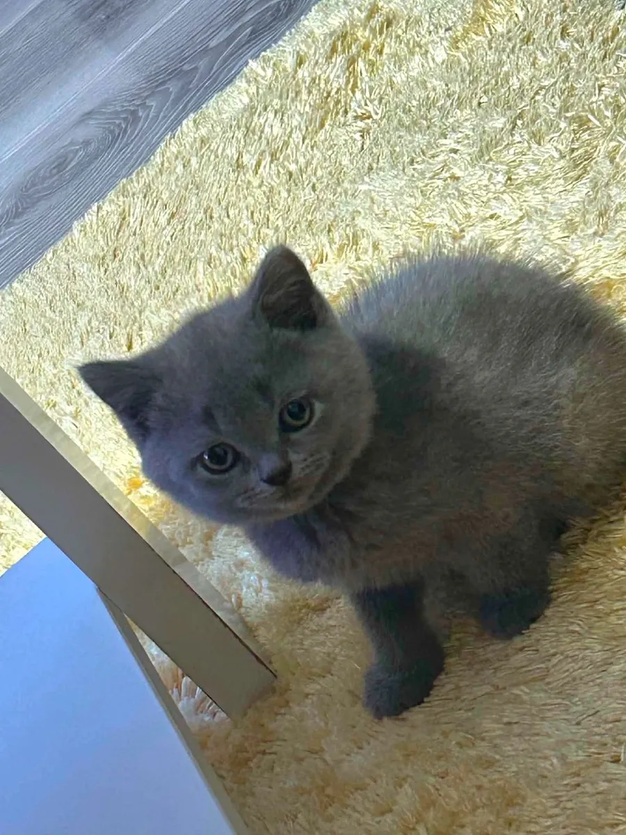 British shorthair kitten - Image 2