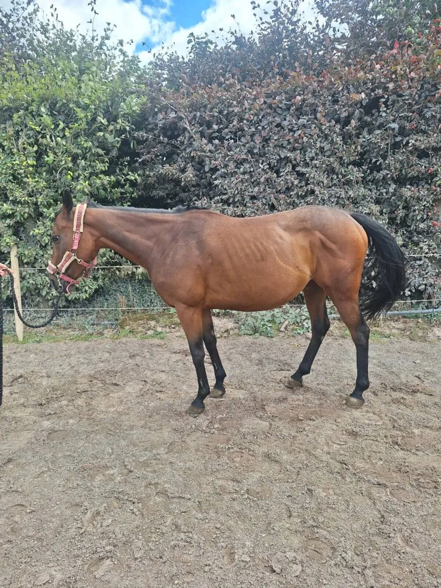 Pony - Image 1