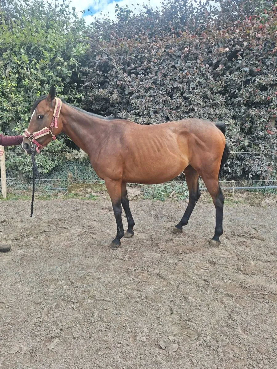 Pony - Image 2