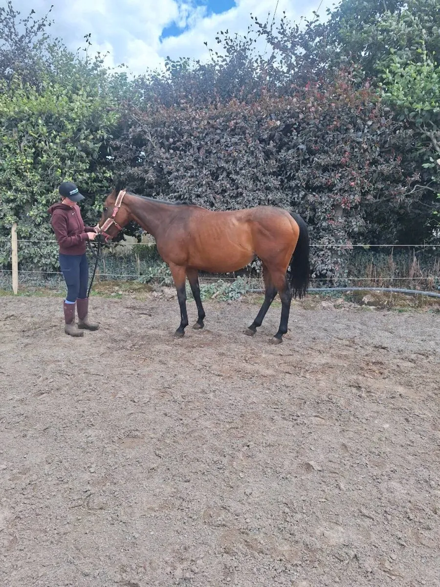 Pony - Image 3