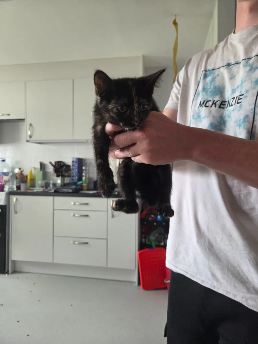 Kittens - Image 2