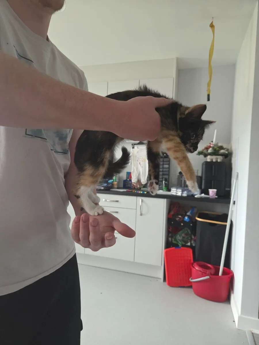 Kittens - Image 3