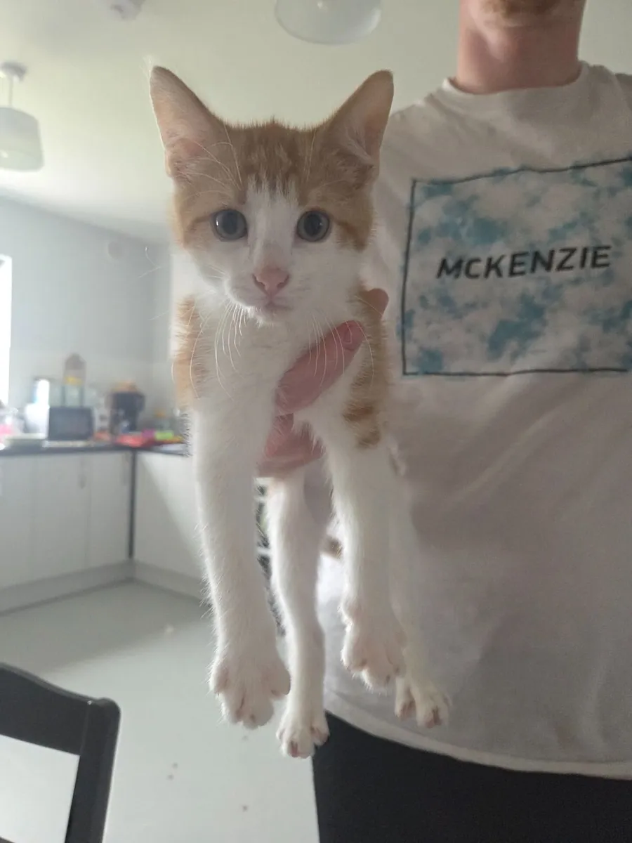 Kittens - Image 1