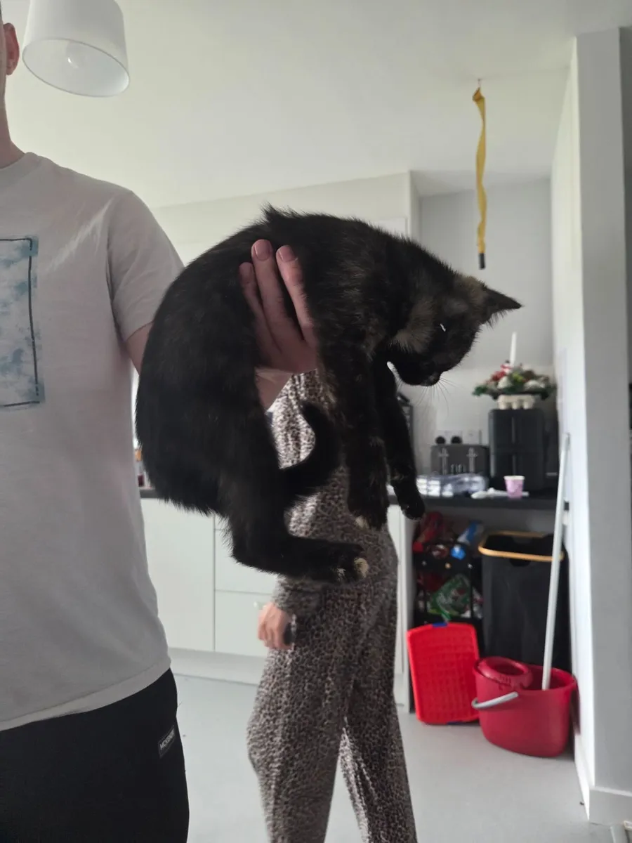 Kittens - Image 4