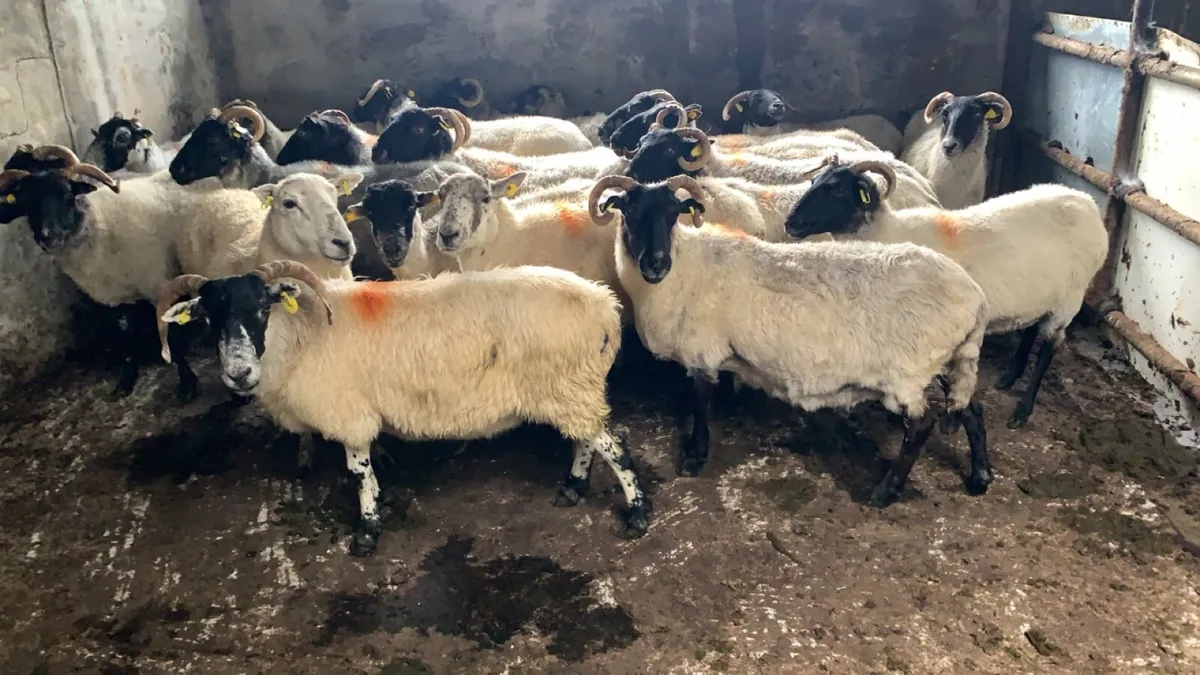 23 mixed ewes - Image 3
