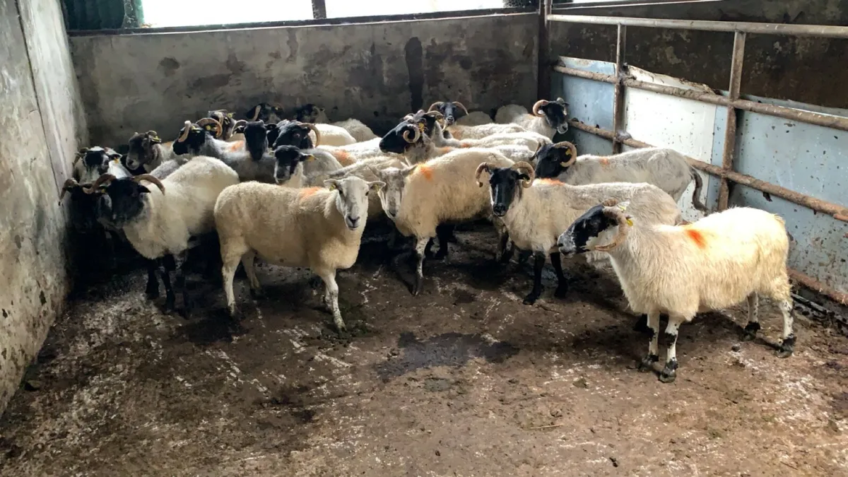 23 mixed ewes - Image 2