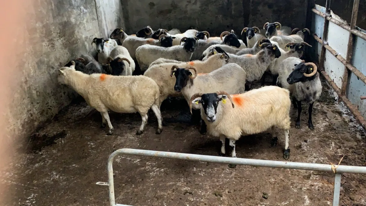 23 mixed ewes - Image 4