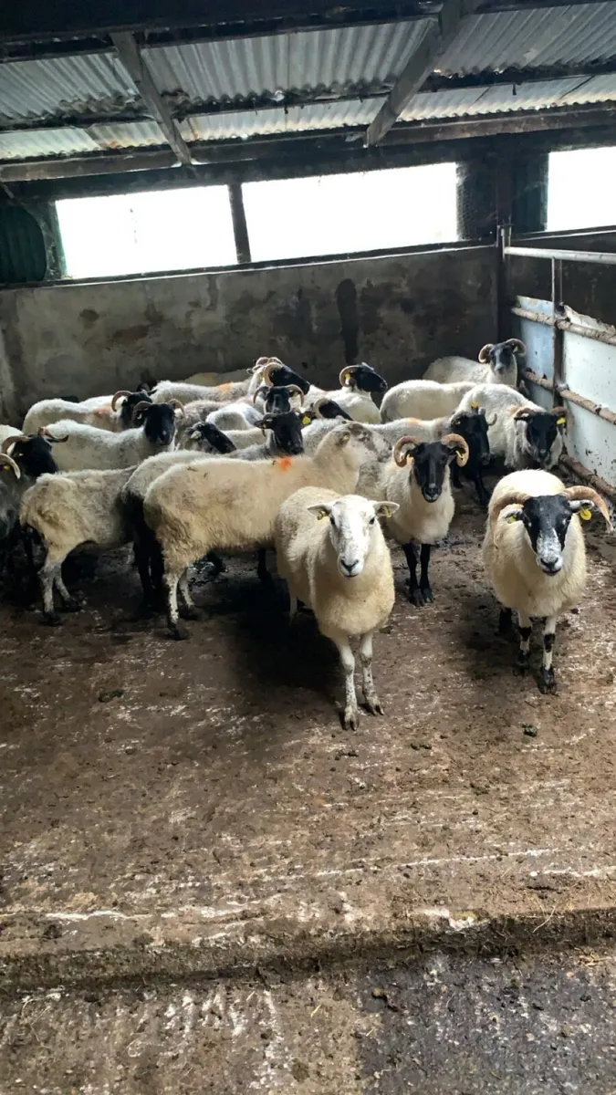 23 mixed ewes - Image 1