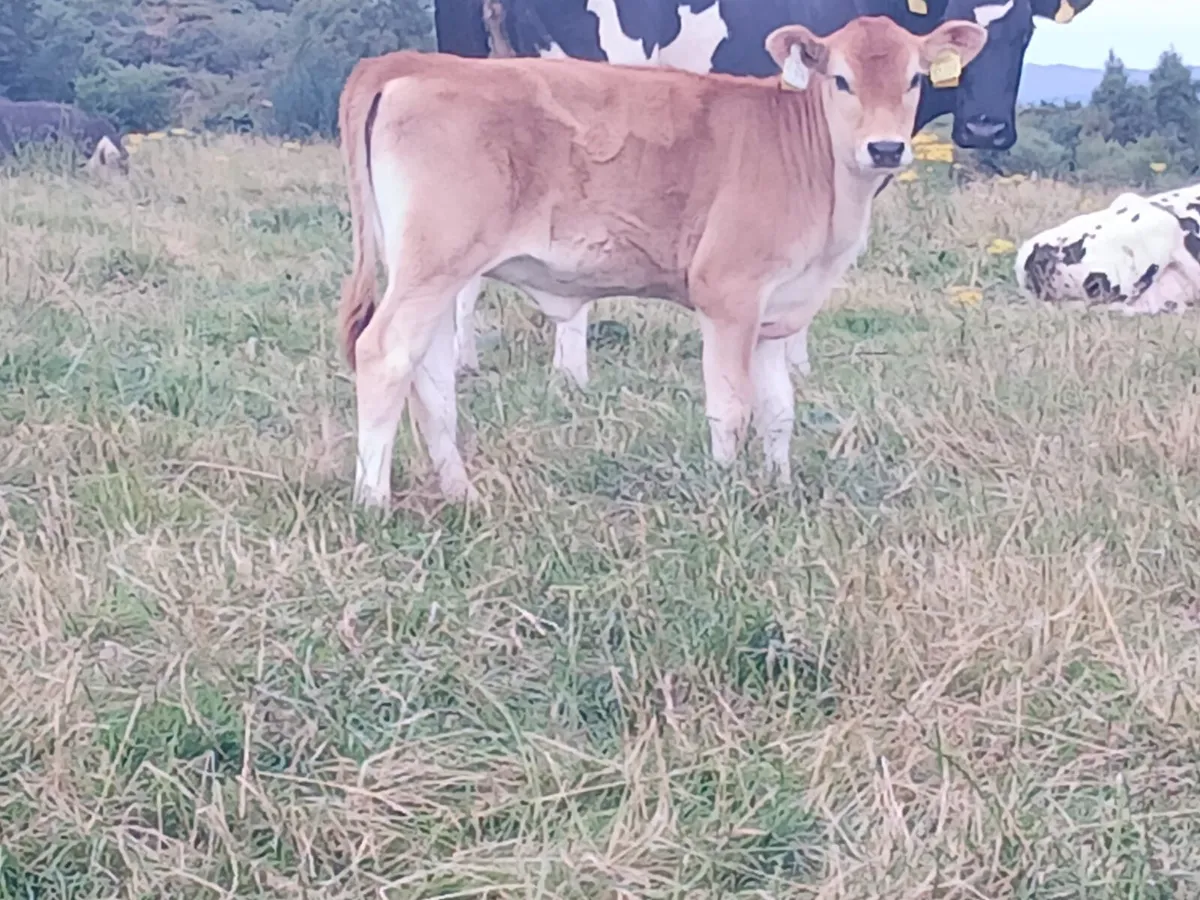 Oeganic heifer calf Speckled park x Jersey