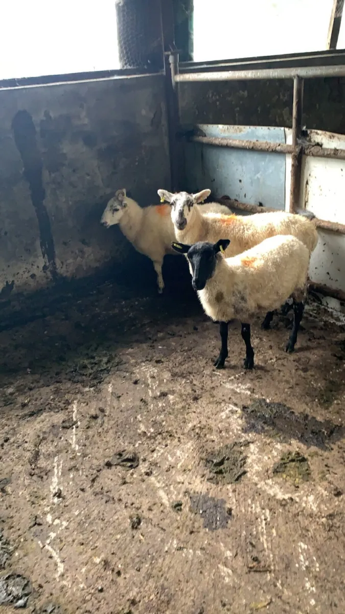 3  crossbred hogget ewes - Image 3