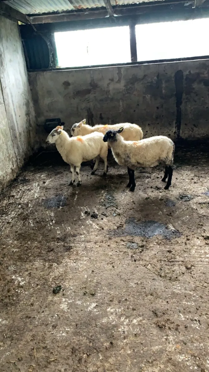 3  crossbred hogget ewes - Image 4