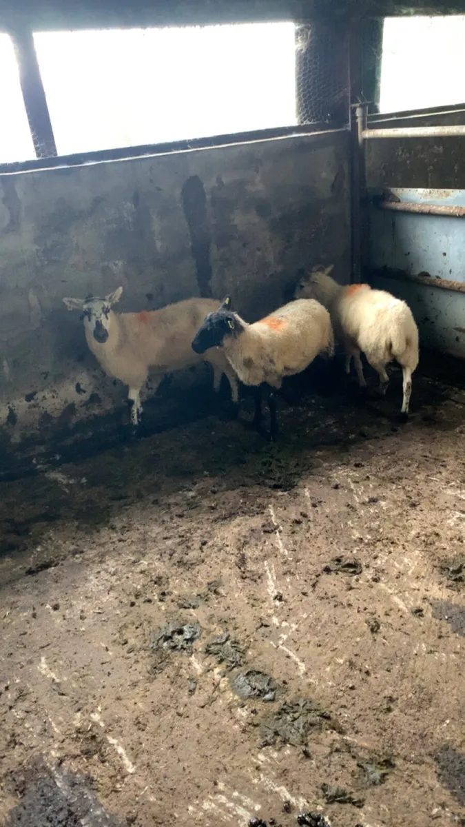 3  crossbred hogget ewes - Image 2