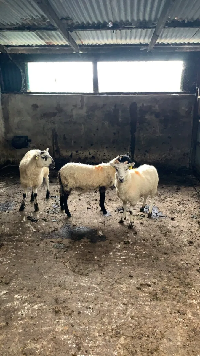3  crossbred hogget ewes - Image 1