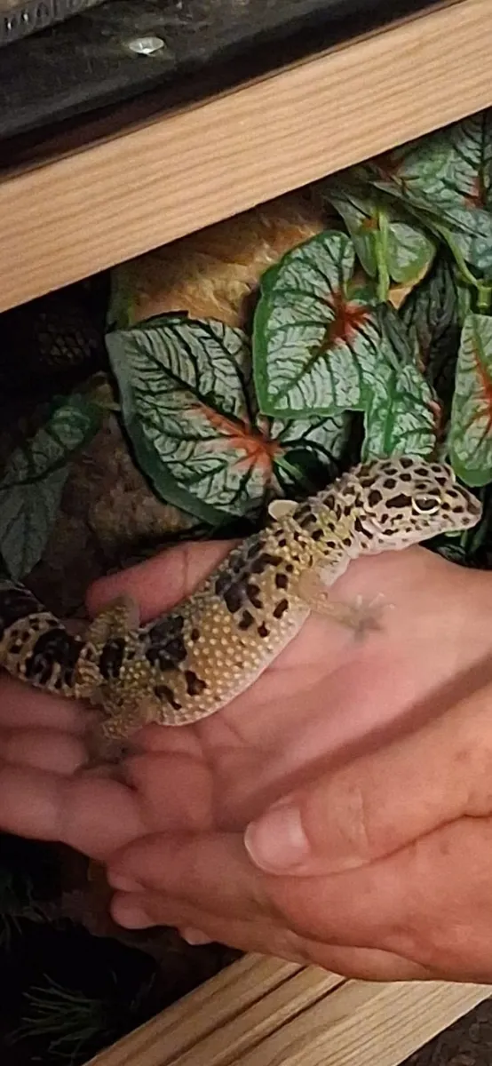 leaopard gecko - Image 1