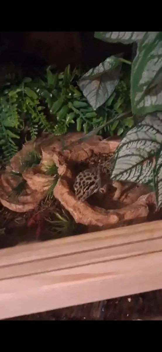 leaopard gecko - Image 2