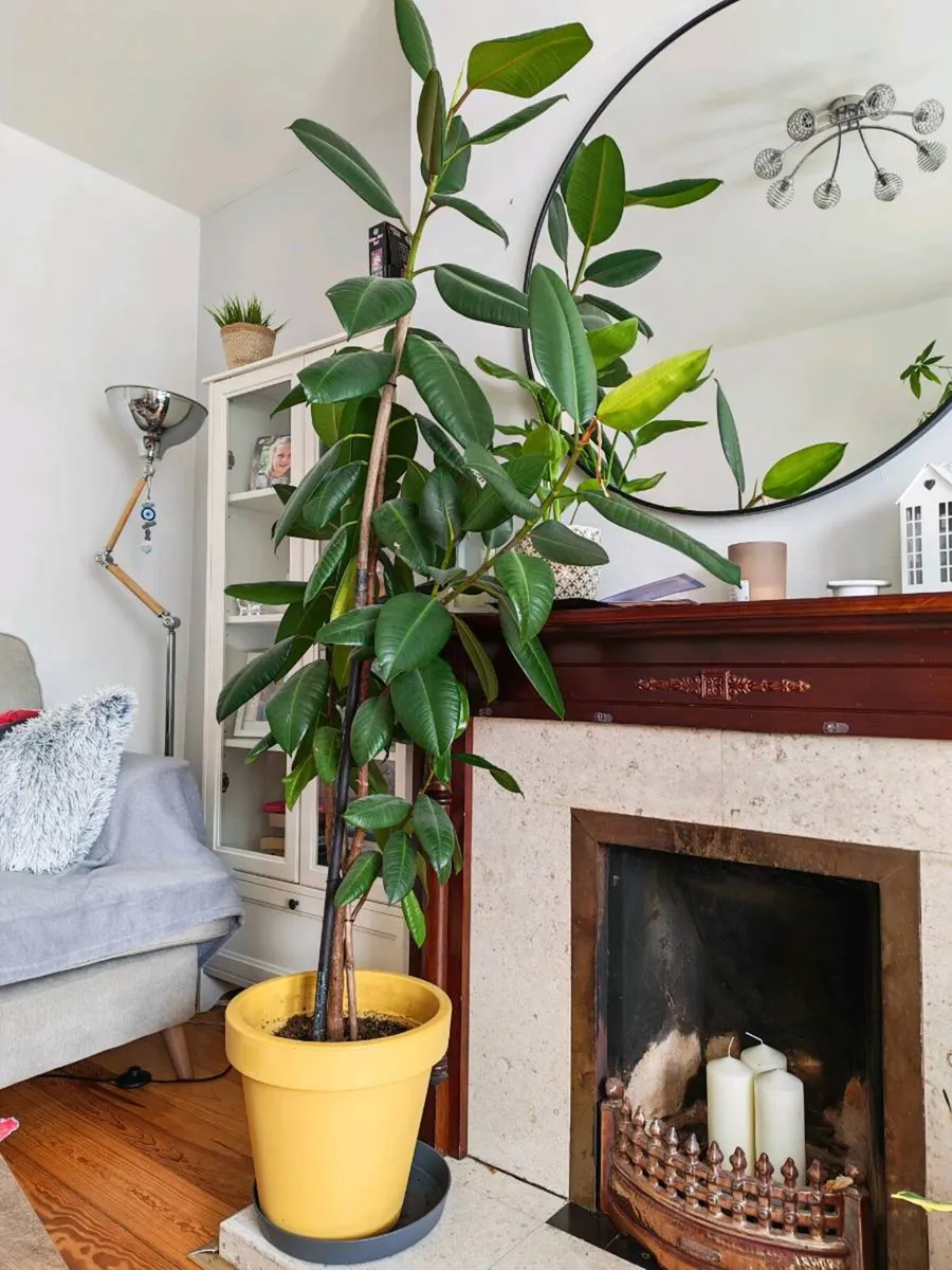 Ficus Tree - Image 1