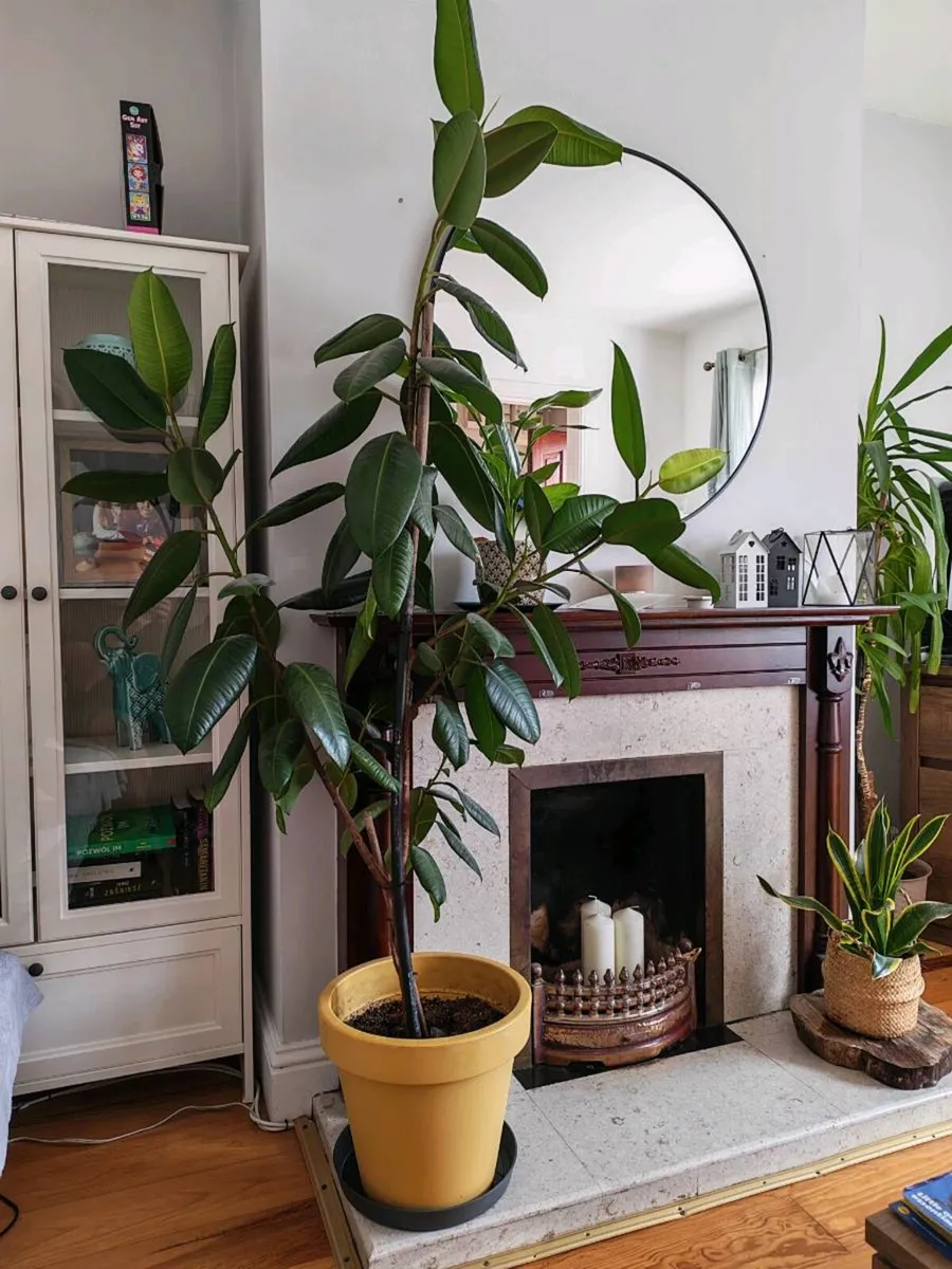 Ficus Tree - Image 2