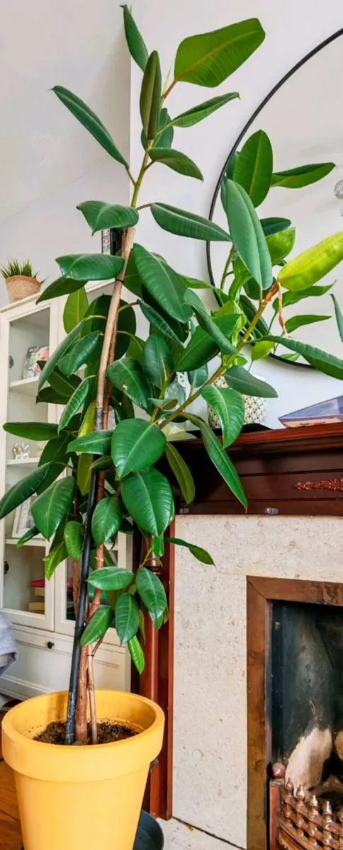 Ficus Tree - Image 3
