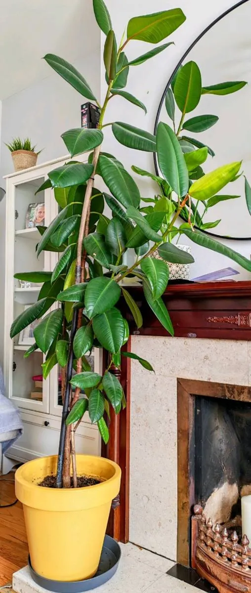 Ficus Tree - Image 4