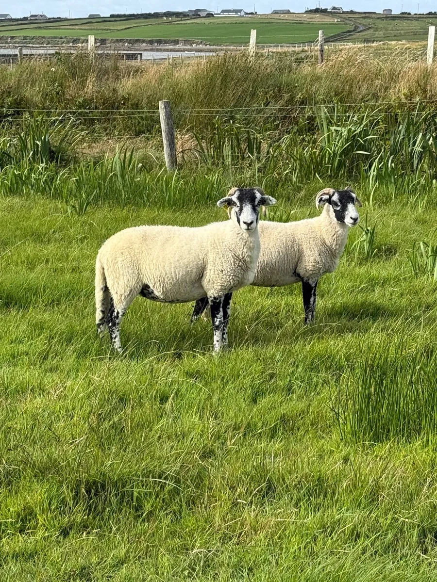 Swaledale Hoggets - Image 1