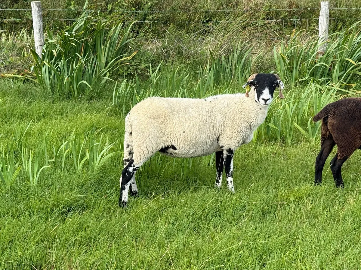 Swaledale Hoggets - Image 2